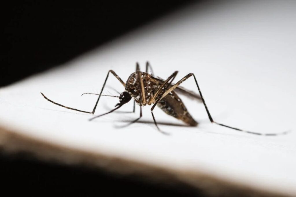 Malaria Awareness